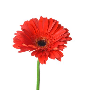Beyaz arka planda güzel Gerbera çiçeği