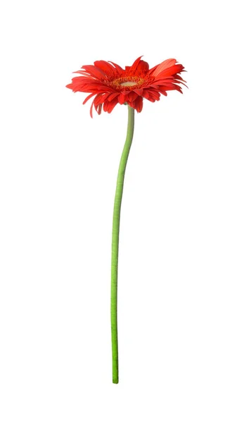 Mooie gerbera bloem op witte achtergrond — Stockfoto