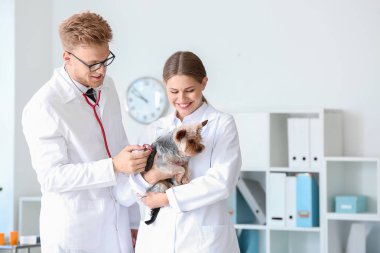 Klinikte sevimli köpek inceleyerek veterinerler
