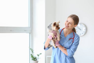 Klinikte sevimli köpek ile Veteriner