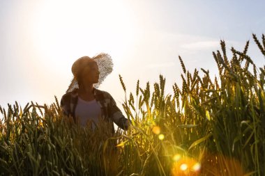 Güneşli günde tarlada çiftçi