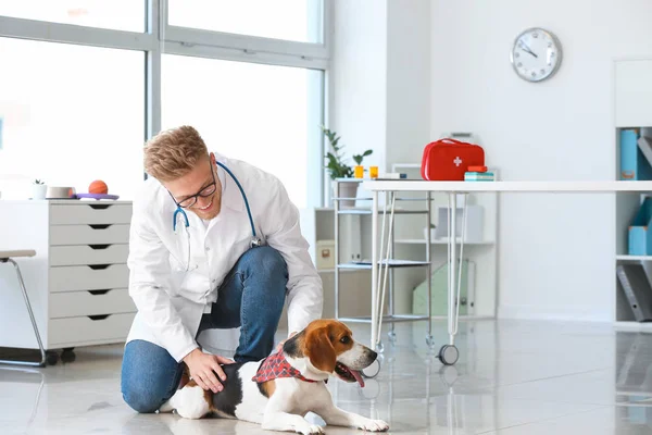 Veterinarian with cute dog in clinic — Stock Photo, Image