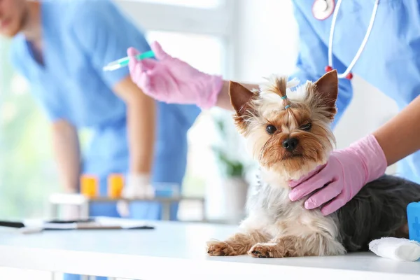 Veterinární lékař vakcinace roztomilý pes na klinice — Stock fotografie