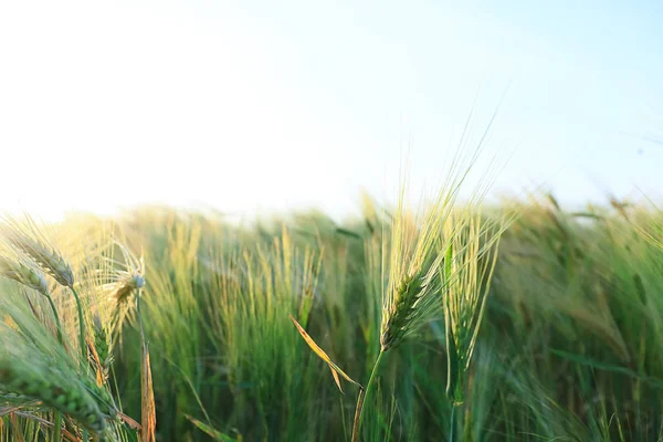 Spikelets on rye field on summer day — Stock Photo, Image