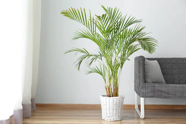 Comfortable couch and houseplant near window — Stock Photo, Image