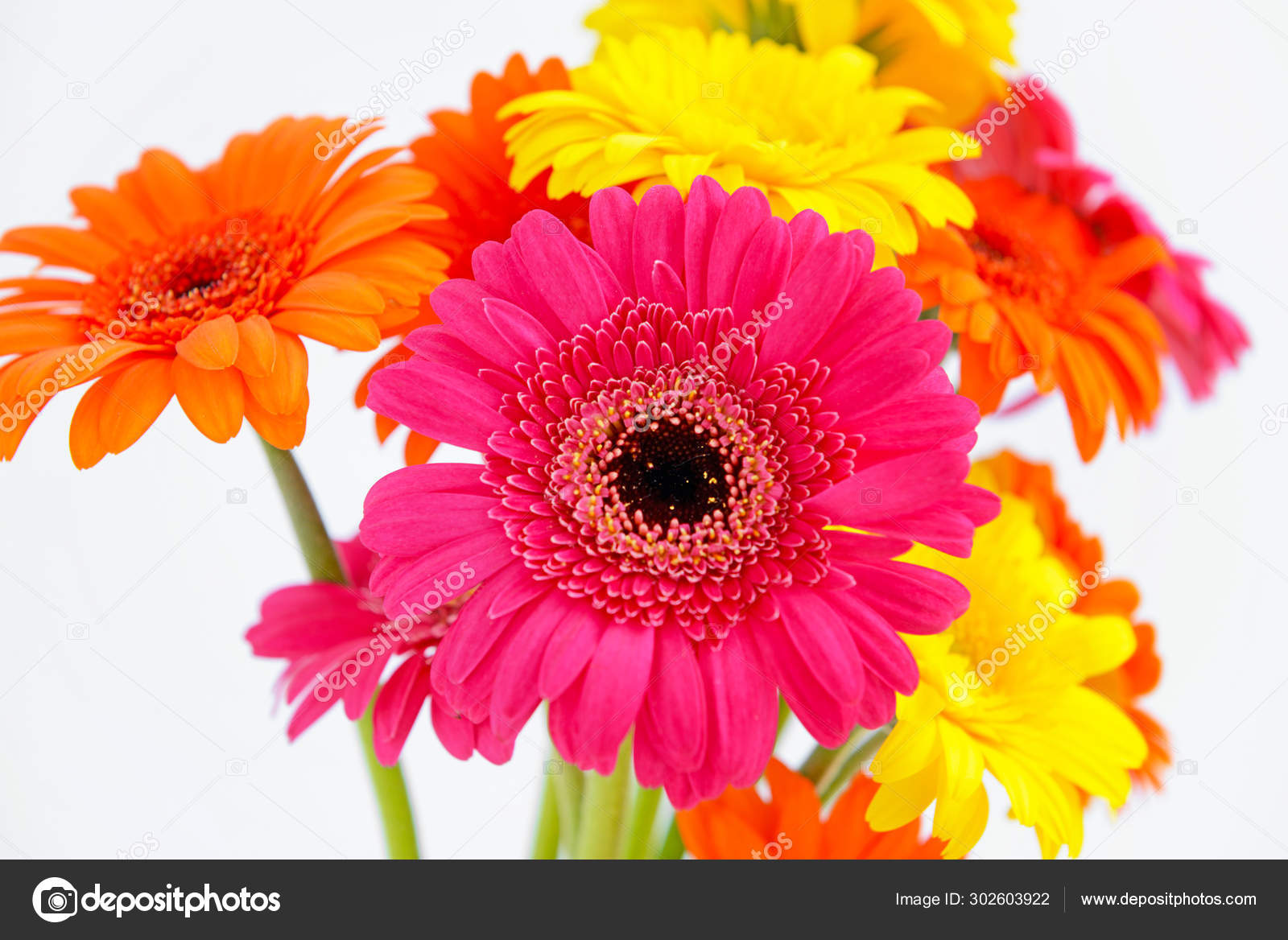 Beautiful gerbera flowers on color background Stock Photo by ©serezniy  302603922