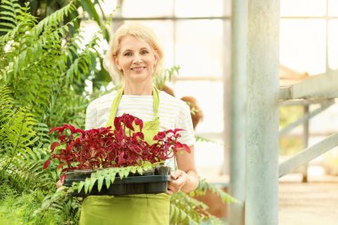 Serada çalışan kadın bahçıvan Portresi