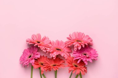 Renkli arka planda güzel gerbera çiçekleri