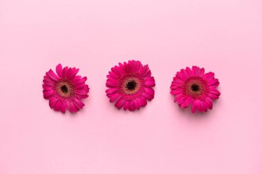 Renkli arka planda güzel gerbera çiçekleri