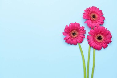 Renkli arka planda güzel gerbera çiçekleri