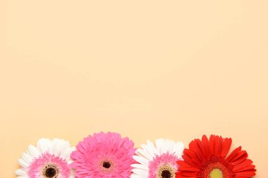 Renkli arka planda güzel gerbera çiçekleri