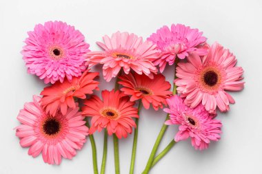 Açık arka planda güzel gerbera çiçekleri