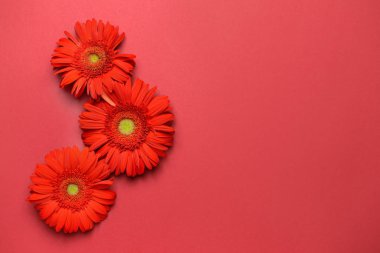 Renkli arka planda güzel gerbera çiçekleri