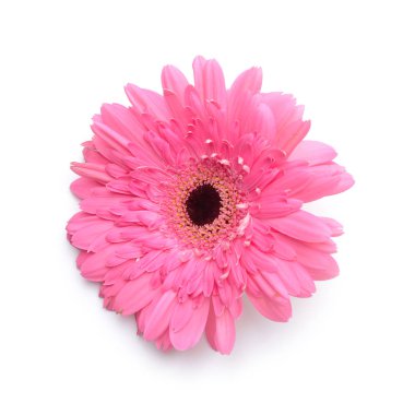 Beyaz arka planda güzel Gerbera çiçeği