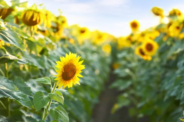 Beautiful sunflower field on summer day — Stock Photo, Image