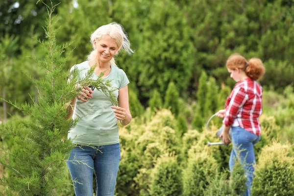 Female gardeners taking care of plants outdoors — Stock Photo, Image