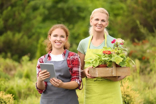 Female gardeners with tablet computer and flowers outdoors