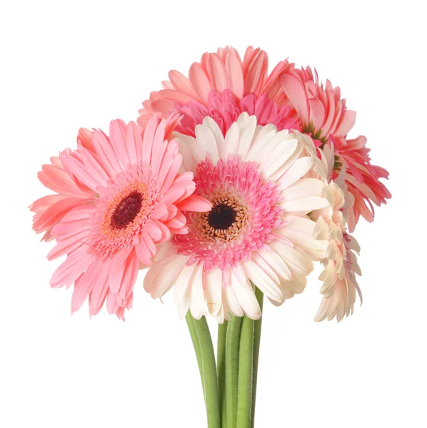 Beautiful gerbera flowers on white background — Stock Photo, Image