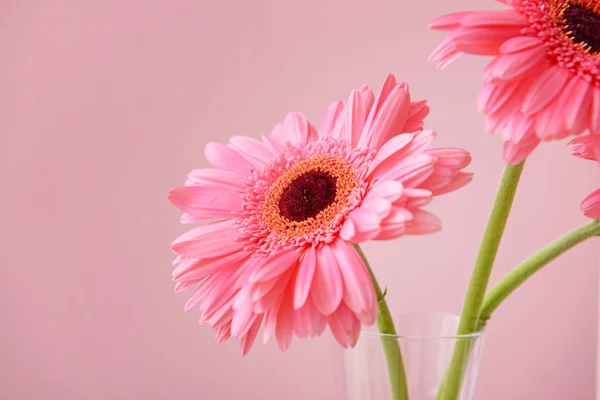 Beautiful gerbera flowers on color background — Stock Photo, Image