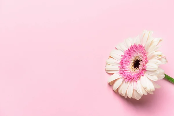 Bellissimo fiore gerbera su sfondo di colore — Foto Stock