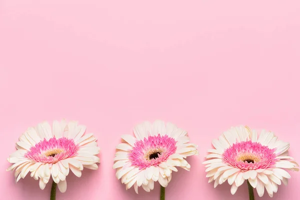 Hermosas flores de gerberas sobre fondo de color — Foto de Stock