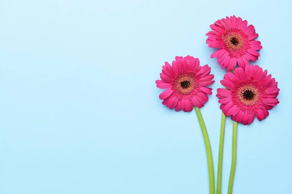 Hermosas flores de gerberas sobre fondo de color — Foto de Stock