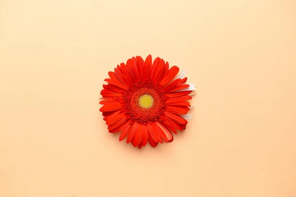 Hermosa flor de gerberas sobre fondo de color — Foto de Stock