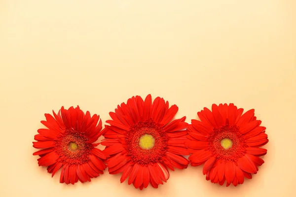 Hermosas flores de gerberas sobre fondo de color — Foto de Stock