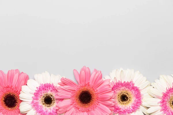 Hermosas flores de gerberas sobre fondo claro — Foto de Stock