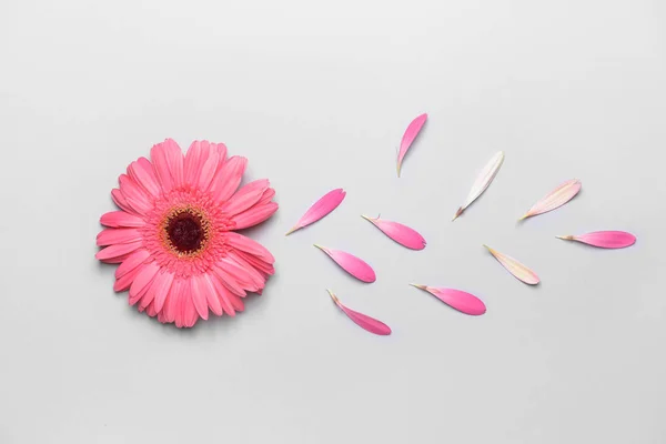 Mooie Gerbera bloem op lichte achtergrond — Stockfoto