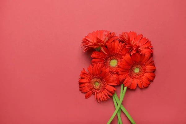 Hermosas flores de gerberas sobre fondo de color — Foto de Stock