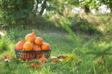 Yeşil çim taze kabak ile Sepet