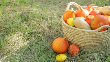 Taze kabak ve ormanda squashes ile Sepet