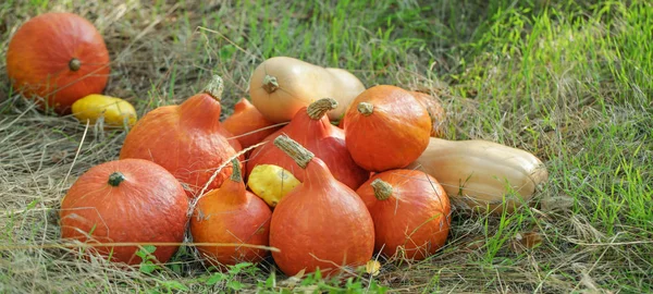 Hoop verse pompoenen en blokkeert in het bos — Stockfoto