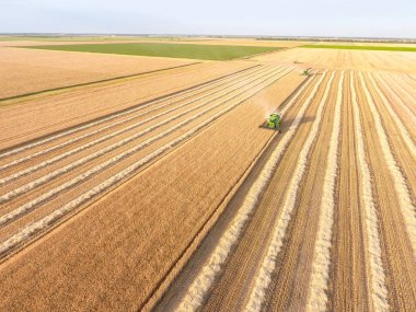 Buğday alanında hasat toplama kombaynları