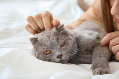 Evde yatakta yatan sahibi ile sevimli kedi