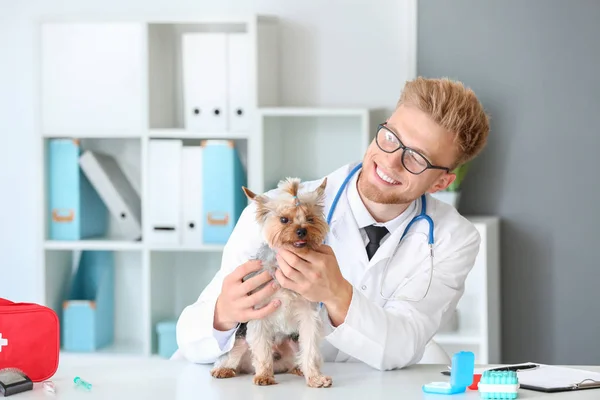 Veterinarian examining cute dog in clinic — Stock Photo, Image