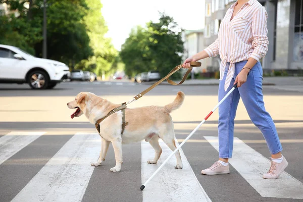 Rehber köpek ile genç kör kadın yol geçiş — Stok fotoğraf