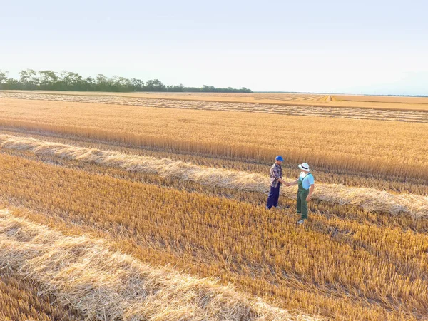 Чоловіки фермери тремтять руками в пшеничному полі — стокове фото