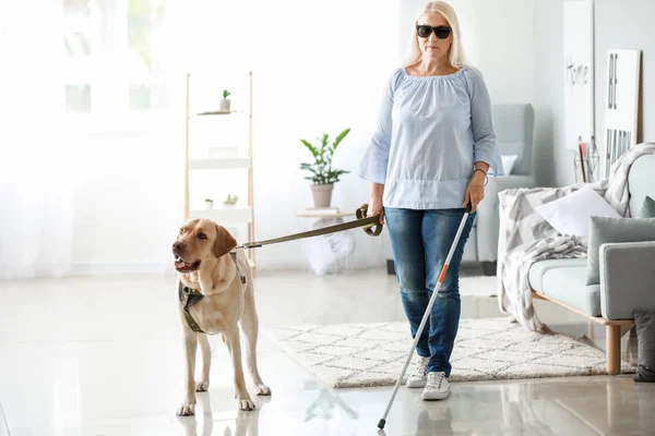 盲人成熟的女人与导盲犬在家里 — 图库照片