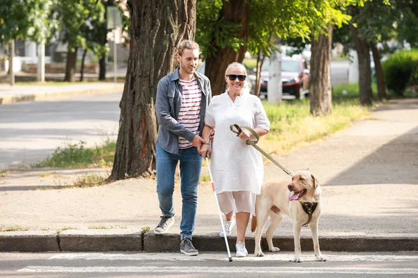 Blind mature woman with guide dog and son crossing road