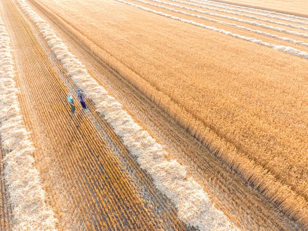 Male farmers working in wheat field — Stock Photo, Image