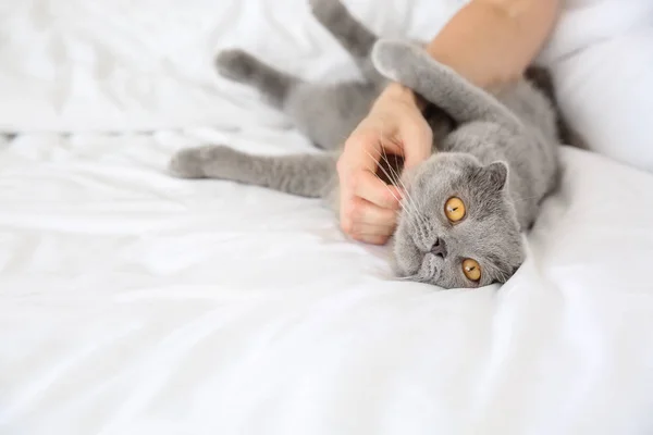 Cute cat with owner lying in bed — Stock Photo, Image