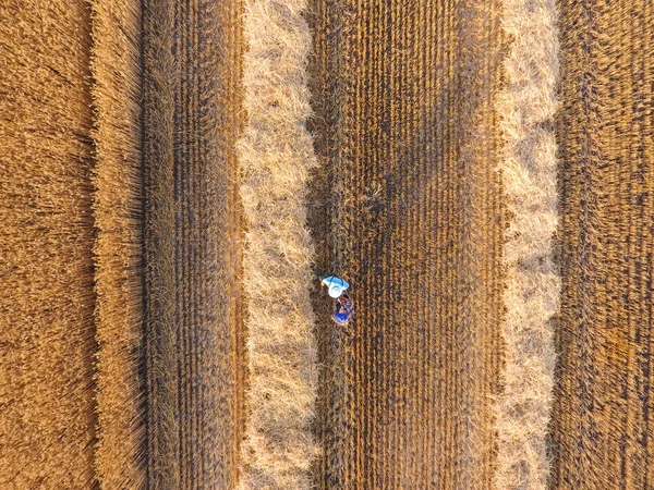 Farmers working in wheat field, top view — Stock Photo, Image