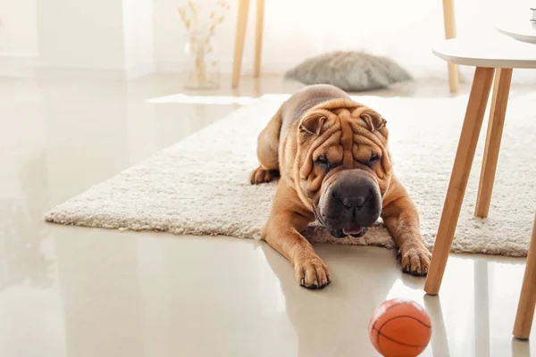 Cute Shar-Pei dog playing with toy at home — Stock Photo, Image
