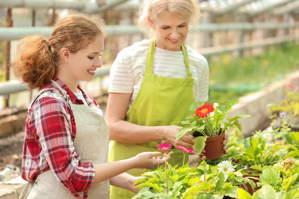 Female gardeners working in greenhouse — Stock Photo, Image