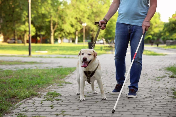 Ciego hombre maduro con perro guía en el parque —  Fotos de Stock