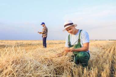 Buğday tarlasında çalışan erkek çiftçi