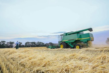 Yaz gününde buğday hasadı