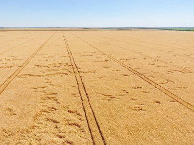 Quadrocopter'dan buğday tarlasında görünüm